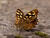  B005534crweb
